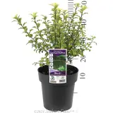 Pittosporum Tasman Ruffles - Product photo