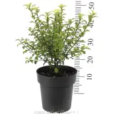 Pittosporum Tasman Ruffles - Reference photo