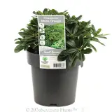 Mock Orange - Plant photo