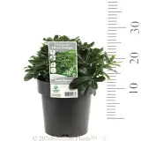 Mock Orange - Product photo