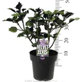 Plectranthus Velvet Elvis - Product photo