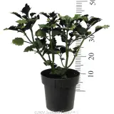Plectranthus Velvet Elvis - Reference photo