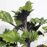 Plectranthus Velvet Elvis - Detail photo