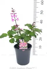 Plectranthus Velvet Lady - Primary