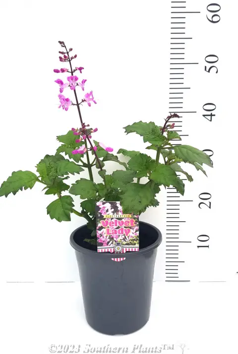 Plectranthus Velvet Lady