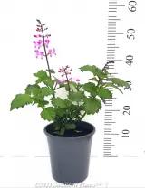 Plectranthus Velvet Lady - Alt