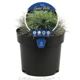 Poa Snow Baby - Plant photo