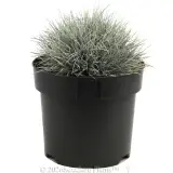 Poa Snow Baby - Alternate photo