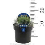 Poa Snow Baby - Product photo