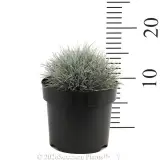Poa Snow Baby - Reference photo