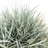 Poa Snow Baby - Detail photo