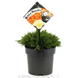 Baby Panda Bamboo - Plant photo