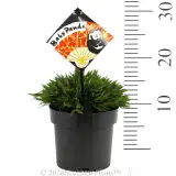 Baby Panda Bamboo - Product photo