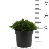 Baby Panda Bamboo - Reference photo
