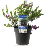 Sweet Pea Shrub - Product photo
