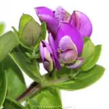 Polygala Poly Ball - Reference photo