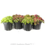 Purslane - Plant photo
