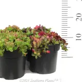 Purslane - Product photo