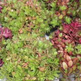 Purslane - Reference photo