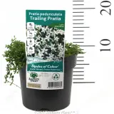 Trailing Pratia - Product photo