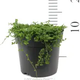 Trailing Pratia - Reference photo