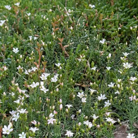 Trailing Pratia
