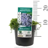 Trailing Pratia - Product photo