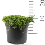 Trailing Pratia - Reference photo