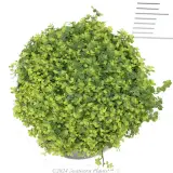 Trailing Pratia - Detail photo