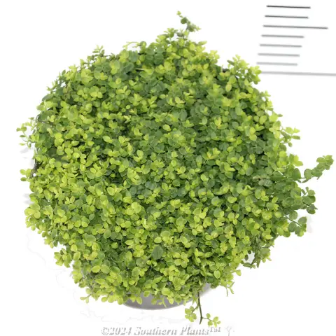 Trailing Pratia