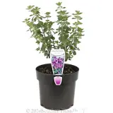 Round-leaf Mint-Bush - Plant photo