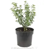 Round-leaf Mint-Bush - Alternate photo