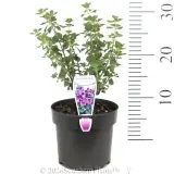 Round-leaf Mint-Bush - Product photo