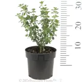 Round-leaf Mint-Bush - Reference photo