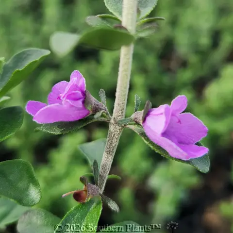 Round-leaf Mint-Bush
