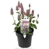 Ptilotus Joey - Plant photo