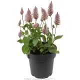 Ptilotus Joey - Alternate photo