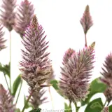 Ptilotus Joey - Product photo