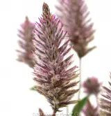 Ptilotus Joey - Reference photo