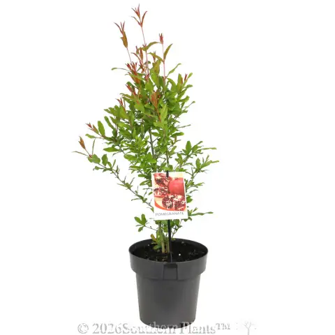 Pomegranate Gulosha Azerbaijani