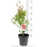 Pomegranate Gulosha Azerbaijani - Pack