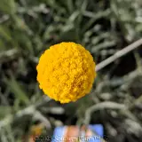 Billy Buttons - Detail photo