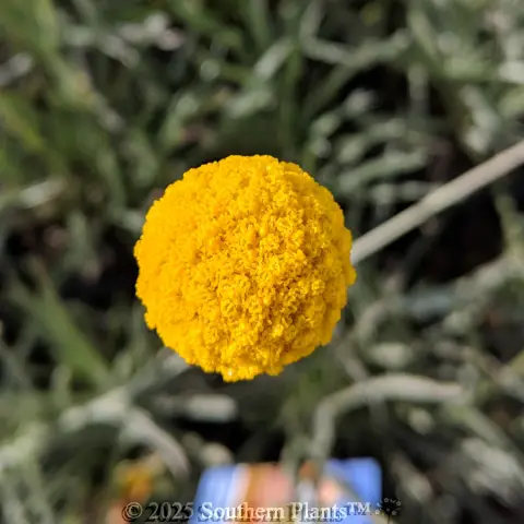 Billy Buttons