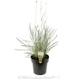 Billy Buttons - Plant photo