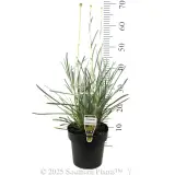 Billy Buttons - Product photo