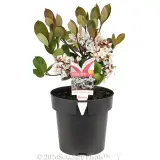 Cosmic White™ Indian Hawthorn - Primary