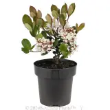 Cosmic White™ Indian Hawthorn - Alt
