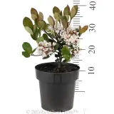 Cosmic White™ Indian Hawthorn - Ruler