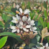Cosmic White™ Indian Hawthorn - Detail