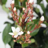 Hot Tips Indian Hawthorn - Product photo